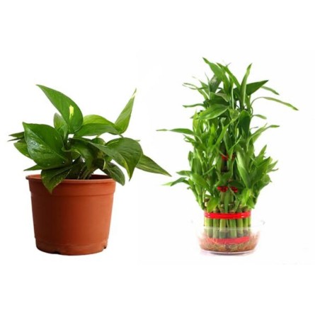 Combo of Money Plant Bamboo Plant